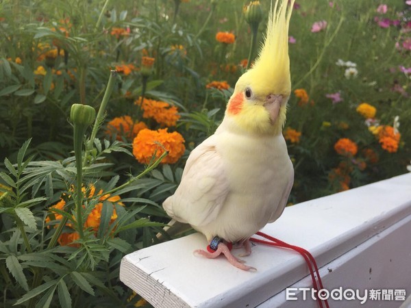 玄鳳鸚鵡福氣愛兜風。（圖／飼主Ai Jane提供）