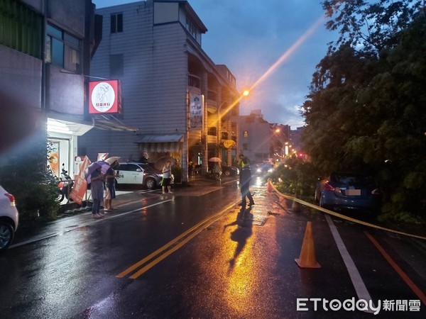 ▲▼宜蘭市農權路宜縣文化中心旁路樹，11日傍晚經不起大雨催殘倒塌，壓毀停放路邊二部自小客車。（圖／記者游芳男翻攝，下同）