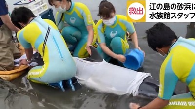 水族館獸醫接力照護3小時　擱淺海豚絕境復甦　擺尾重回大海