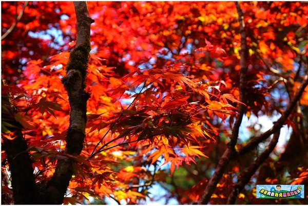 ▲▼太平山紅葉。（圖／肉魯 走遍全台灣環遊全世界提供）