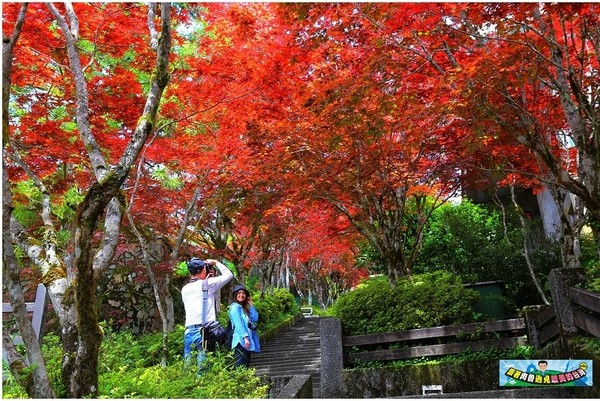 ▲▼太平山紅葉。（圖／肉魯 走遍全台灣環遊全世界提供）