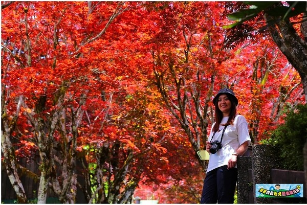 ▲▼太平山紅葉。（圖／肉魯 走遍全台灣環遊全世界提供）