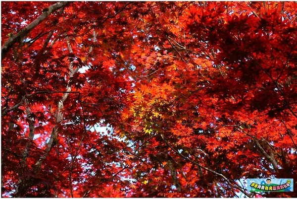 ▲▼太平山紅葉。（圖／肉魯 走遍全台灣環遊全世界提供）