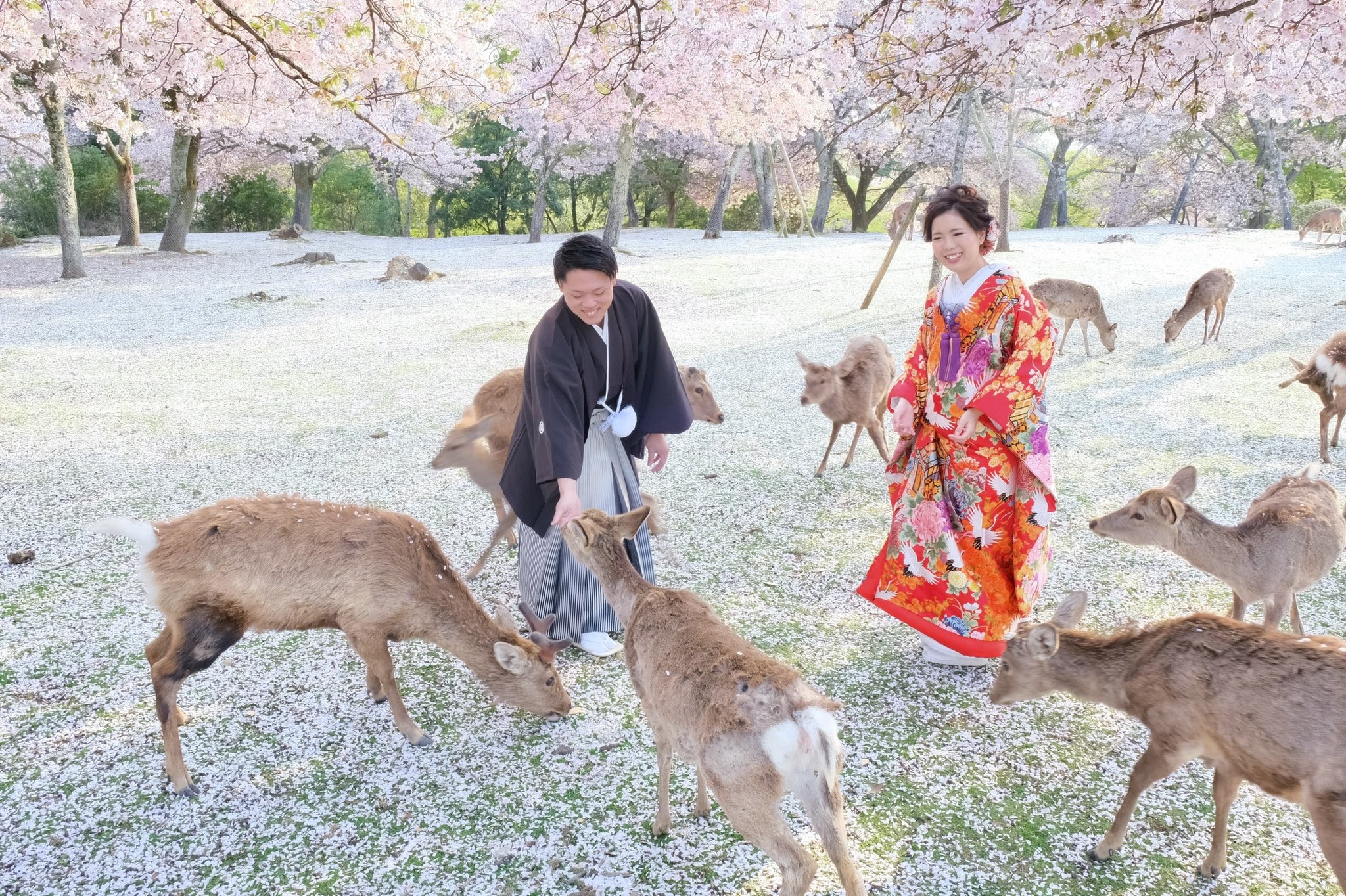 ▲▼日本奈良公園櫻花綻放，鹿群悠閒散步（圖／翻攝自Twitter@KikiPhotoWorks）