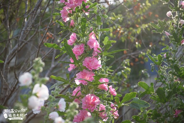 ▲▼櫻花鳥森林。（圖／滿分的旅遊札記提供）