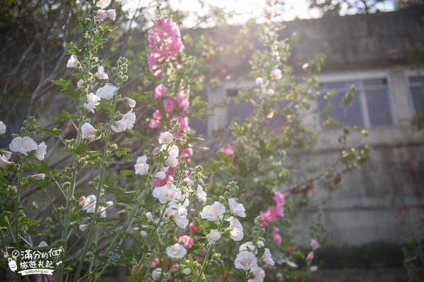 ▲▼櫻花鳥森林。（圖／滿分的旅遊札記提供）