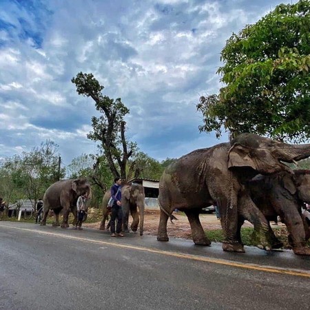 ▲泰國大象因疫情「失業」！　超過百頭跋涉回鄉開心奔河。（圖／翻攝自Facebook／Save Elephant Foundation）