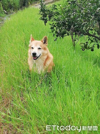 ▲癱瘓仍堅持等門！　13歲汪「站起來」邊走邊跌暖守家人。（圖／飼主江小姐提供）