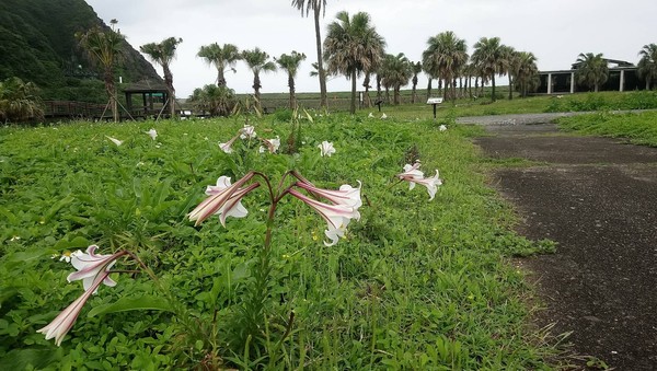 ▲▼百合花在宜蘭龜山島盛開成美景，其中一株開30多朵花（上圖），遊客驚呼「百合花王」。（圖／東北角風管處提供，下同）