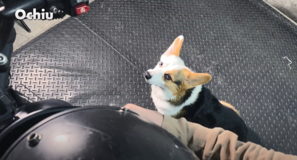 ▲Ochiu家的柯基看到其他狗狗可以坐機車兜風，露出羨慕的表情。（圖／黑手創藝Ochiu授權）