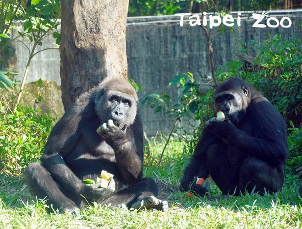 黑猩猩沒有萌室友，動物園揭密！（圖／臺北市立動物園提供）