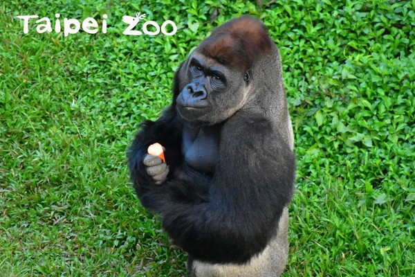 黑猩猩沒有萌室友，動物園揭密！（圖／臺北市立動物園提供）