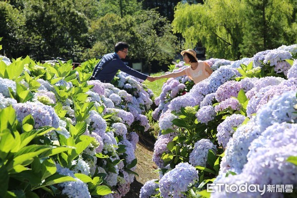 6月進入最美時刻 武陵農場繡球花季400公尺花海步道 絕美花牆超好拍 Ettoday旅遊雲 Ettoday新聞雲