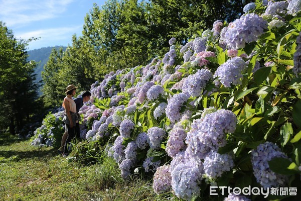 6月進入最美時刻 武陵農場繡球花季400公尺花海步道 絕美花牆超好拍 Ettoday旅遊雲 Ettoday新聞雲