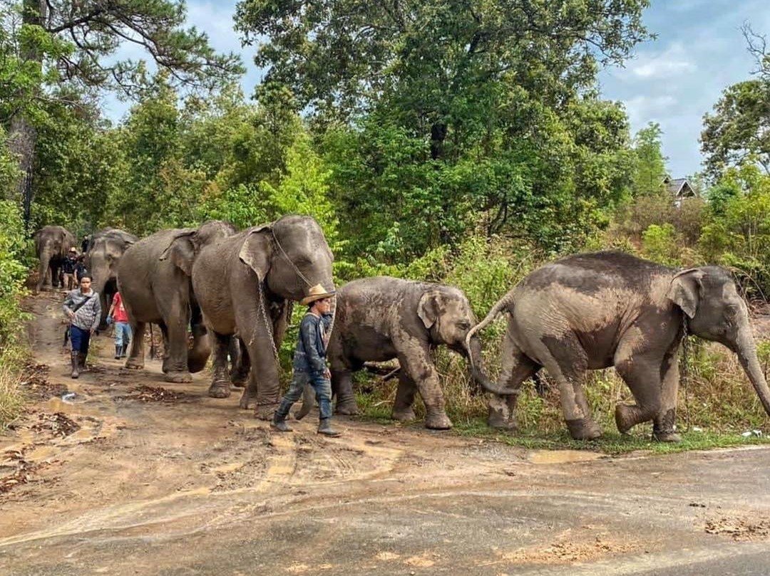 ▲▼沒了觀光客，泰國數百頭大象重返家園。（圖／翻攝自Facebook／Save Elephant Foundation）