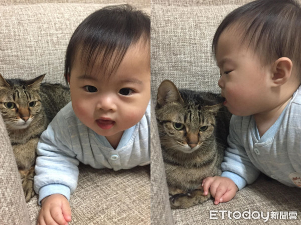 ▲弟弟突然對貓咪的耳朵感到好奇想咬咬看，主子一臉淡定趕緊將耳朵下垂不給寶寶吃。（圖／網友Meiyao授權提供）