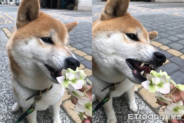 ▲▼貪食柴柴阿蜜。（圖／網友阿蜜馬麻授權提供）