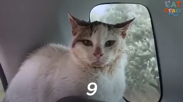 ▲塔斯基從1數到10，貓咪依然不打算離開車內。（圖／翻攝自The dodo）