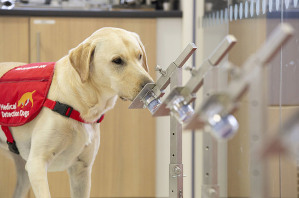 ▲▼英國現在開始實驗訓練嗅探犬，聞出新冠病毒的味道。（圖／翻攝自Medical Detection Dogs臉書）