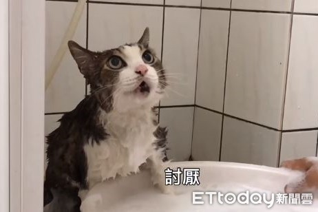 ▲▼貓咪洗澡狂頂嘴喊「討厭」。（圖／網友Liu Ting授權提供）
