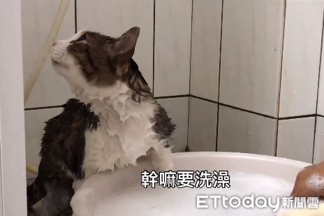 ▲▼貓咪洗澡狂頂嘴喊「討厭」。（圖／網友Liu Ting授權提供）