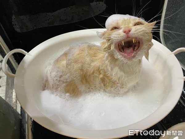 ▲貓孫洗澡「咧嘴尬笑」美容師讚爆！　阿公：牠在家也這樣。（圖／沈先生提供）