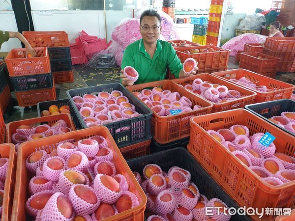 ▲屏東縣果農陳明賢有滿腹芒果經             。（圖／記者陳崑福翻攝）