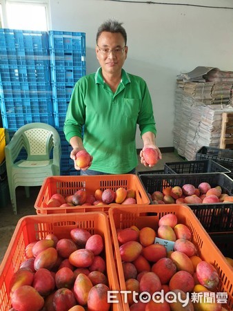 ▲屏東縣果農陳明賢有滿腹芒果經             。（圖／記者陳崑福翻攝）
