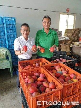 ▲屏東縣果農陳明賢有滿腹芒果經             。（圖／記者陳崑福翻攝）