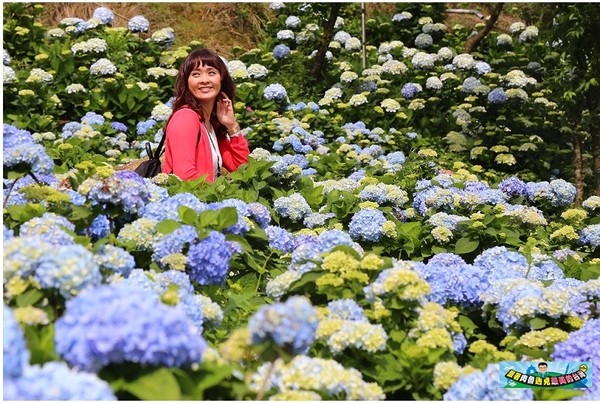 ▲▼高家繡球花田第三園區。（圖／肉魯 走遍全台灣環遊全世界提供）