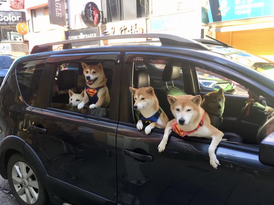 準備收油錢 車窗探出 5柴客 燦笑裝傻 店員萌暈猛抓頭 Ettoday寵物雲 Ettoday新聞雲