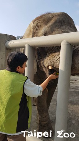 獸醫師連振曄。（圖／台北市立動物園提供）