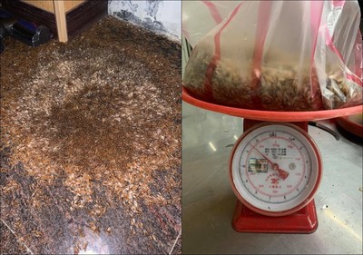 雲南飛蟻滿天飛　女子「抓30隻吃」肚爆痛送醫！竟因太補了