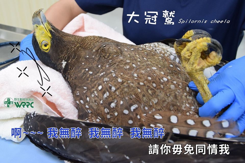 南投大冠鷲送急救站 混身酒味誤食毒松鼠昏倒 遭強灌 九股藤藥酒 解毒 Ettoday寵物雲 Ettoday新聞雲