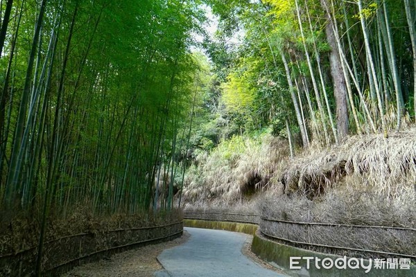 ▲雲林縣擁有山景、海景、平原等多樣景色，草嶺石壁有天然地質景觀，石壁孟宗竹林適合全家大小健身享受森林浴。（圖／文化觀光處提供）