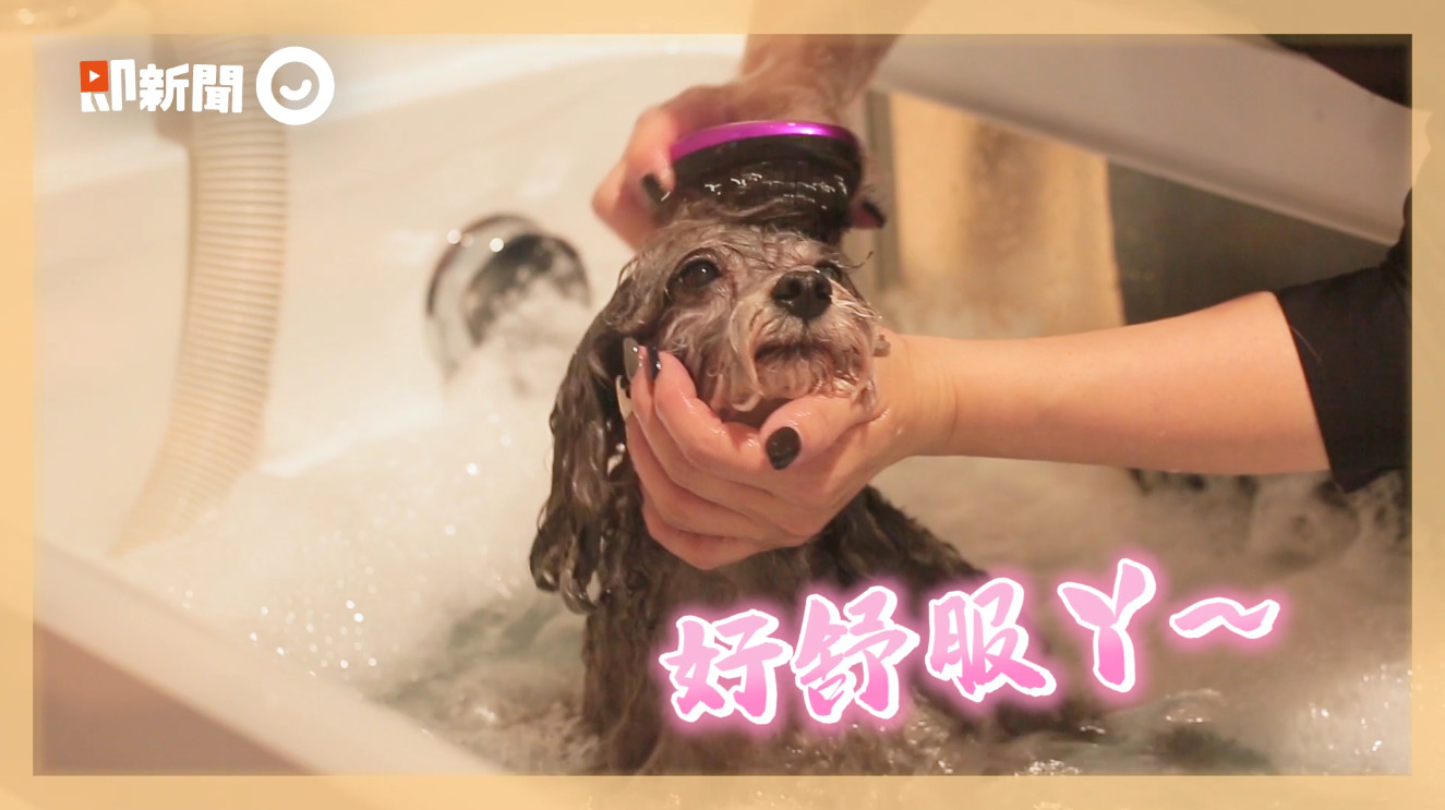▲寵物雲美容洗澡實況記錄　狗狗「烏骨雞」的美容時間。（圖／ETtoday）