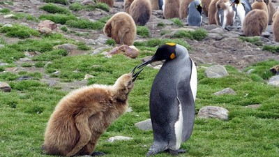 企鵝屎堆散發「濃烈笑氣」　丹麥研究員意外吸嗨