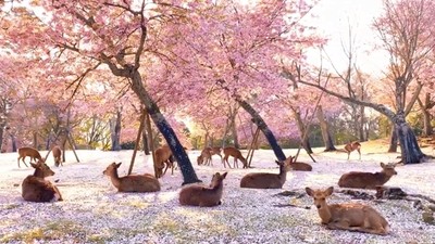 只有鹿的奈良！整群慵懶躺在櫻落「粉紅地毯」　美哭網友等明年春天