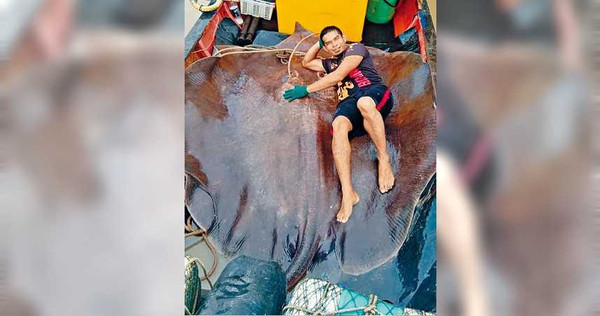 馬來西亞漁民捕獲一條280公斤的超巨型魟魚。（圖／翻攝自臉書）