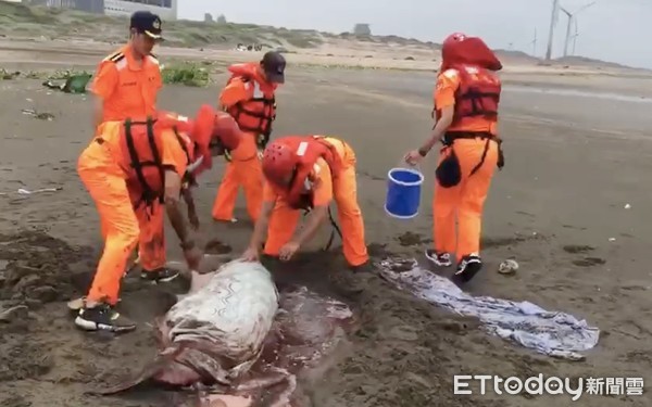 ▲一尾小抹香鯨20日上午11時許疑似迷航擱淺在桃園市觀音海水域場附近海灘，海巡人員搶救中。（圖／記者沈繼昌翻攝）