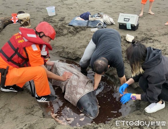 ▲一尾小抹香鯨20日上午擱淺在桃園市觀音海水域場旁海灘，海巡與動保團體搶救。（圖／記者沈繼昌翻攝）