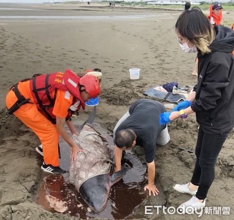 ▲小抹香鯨20日上午擱淺在觀音海水域場旁海灘，海巡人員與動保團體挖坑保濕搶救。（圖／記者沈繼昌翻攝）