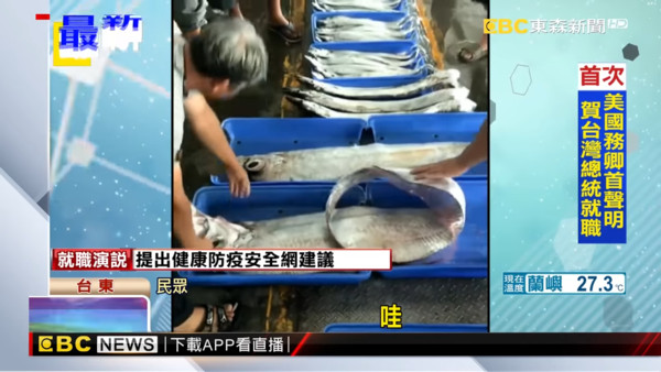 ▲▼地震魚出沒！漁民「一次抓兩尾皇帶魚」傻了　台東曾捕獲…3天後規模4.6地震。（圖／東森新聞）