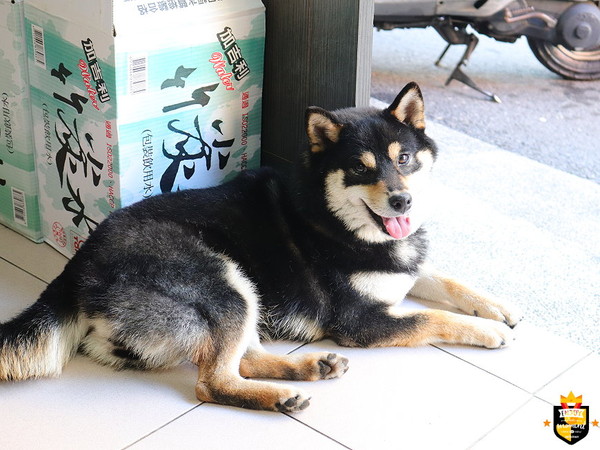 ▲▼巷口餃店。（圖／台南先生提供）