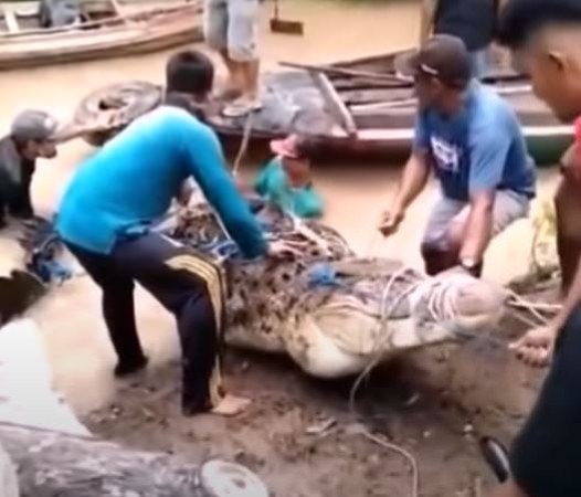 ▲▼印尼巨鱷獵捕17歲少女，少女屍體竟完整。（圖／翻攝自Youtube）