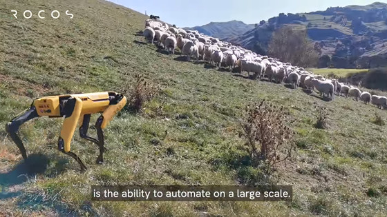機器狗Spot應用於農牧業，無頭狗趕綿羊（圖／翻攝自YouTube／Rocos - Robot Operations Platform）