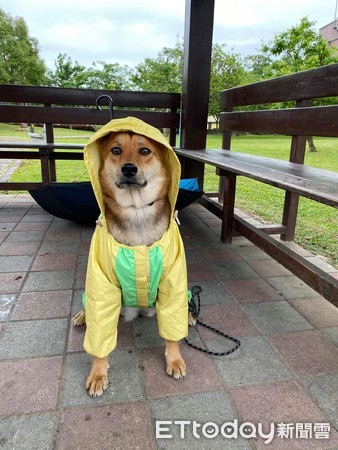 ▲買便當突暴雨！　萌汪遭「垃圾袋打包」眼眶濕瞬間臉垮。（圖／粉專「名叫星星的妳 Star is Your Name」提供）