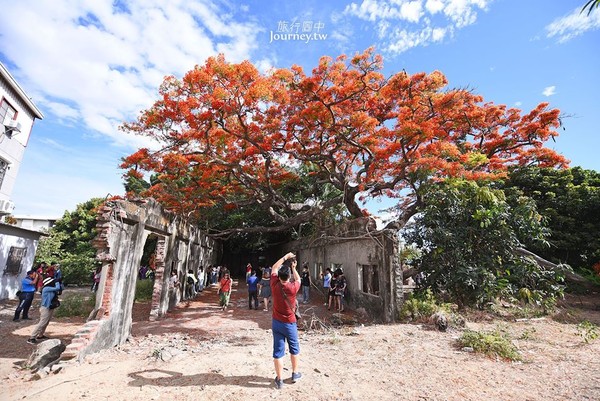 ▲▼高雄大湖番茄會社鳳凰花。（圖／許傑,旅行圖中授權提供，請勿翻攝）