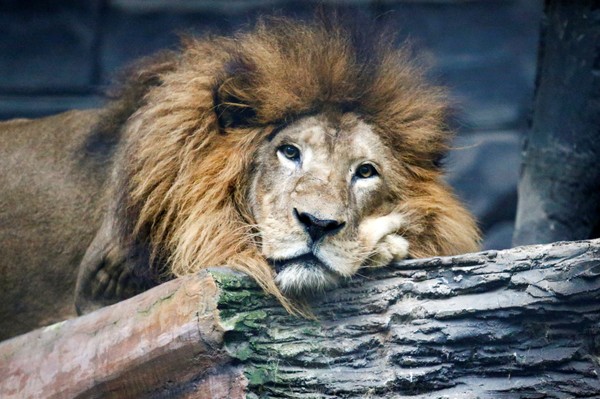 ▲▼2020年5月18日，在印度尼西亞西爪哇省萬隆爆發COVID-19時，在動物園裡看到了17歲的非洲獅子Raja。（圖／路透社）