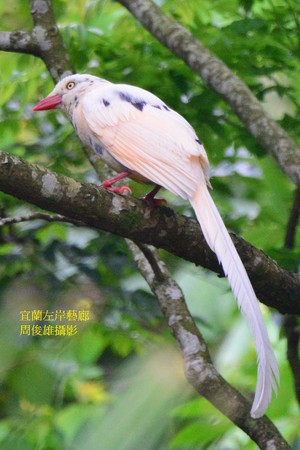 ▲▼頭城農場出現白色台灣藍鵲。（圖／周俊雄老師授權，請勿翻攝）